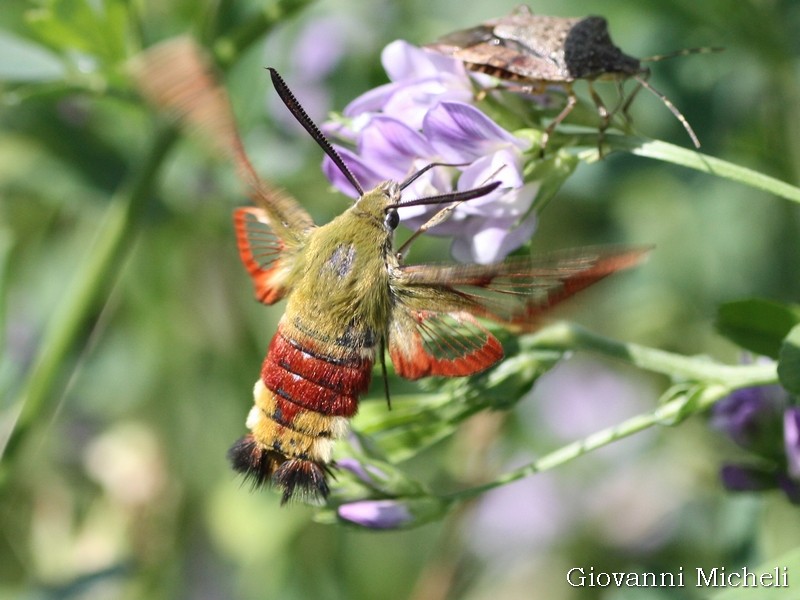 Hemaris fuciformis